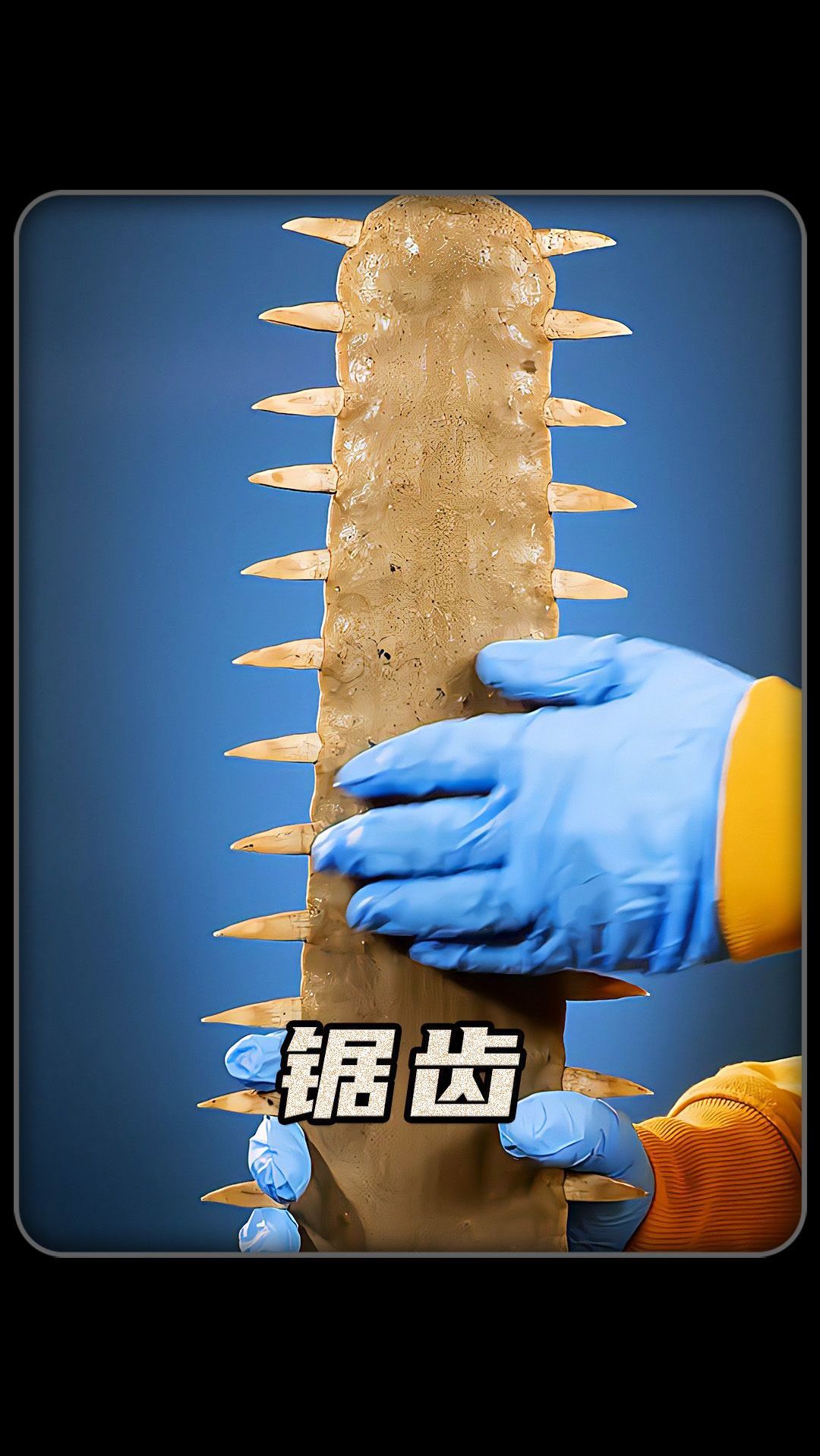 锯鱼的锯齿是身体的哪个部位?