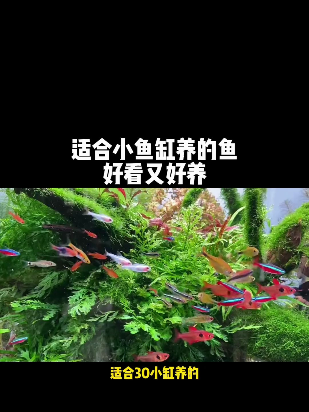 适合小鱼缸养的鱼?好看又好养!
