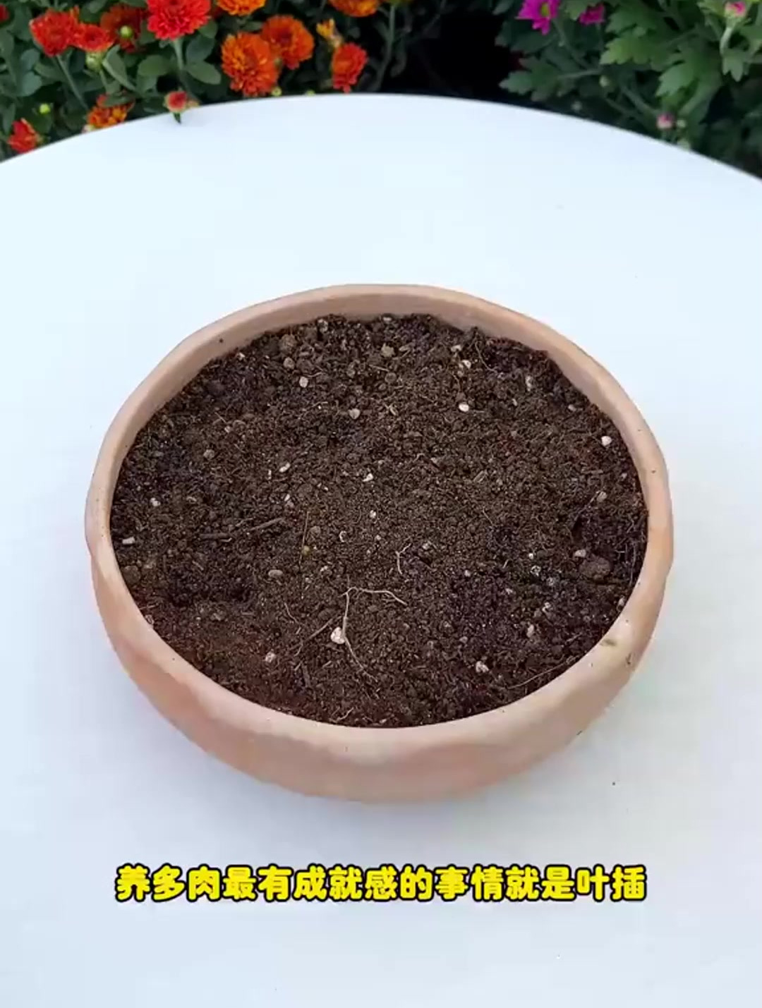 养多肉,最有成就感的事情就是,叶插