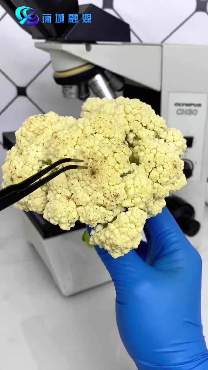 菜花上变黑的地方你知道是什么吗?