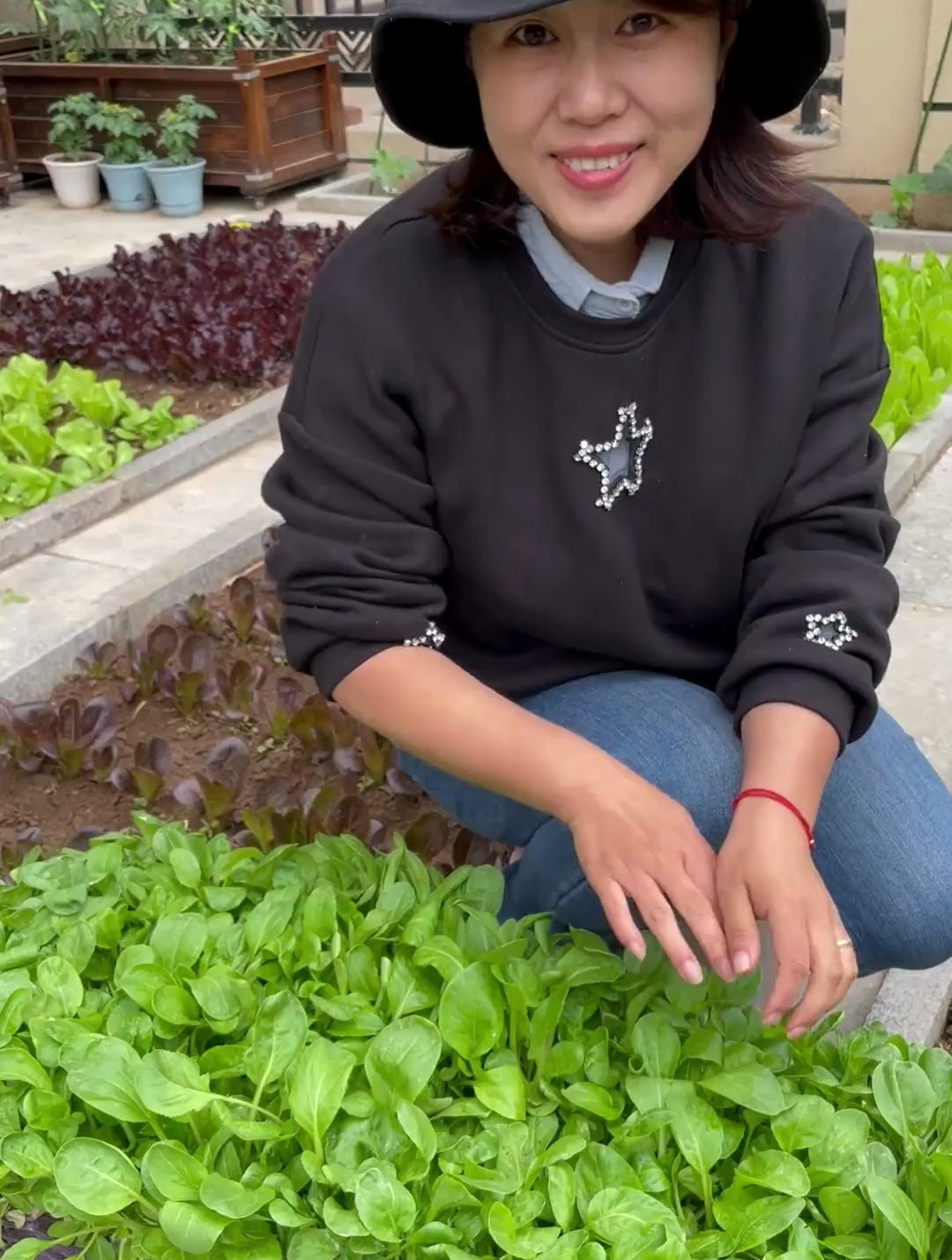鸡毛菜是蕞快采收的蔬菜 从种到收也就两三周的时间