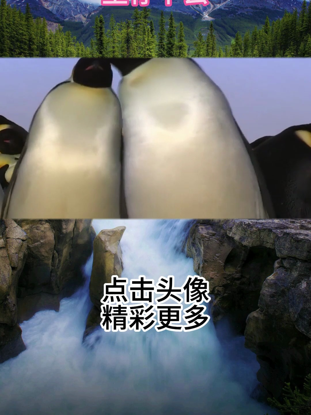 可爱的企鹅,如何在寒冷的天气生存,我将带大家一起来了解一下