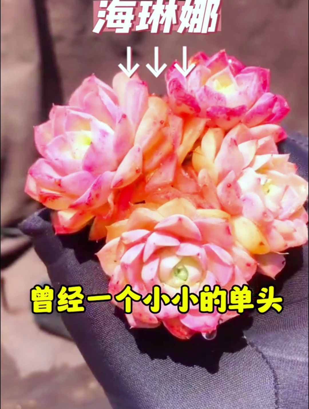 那些跌下神坛的多肉你知道几种?快跟我来一起盘点一下!