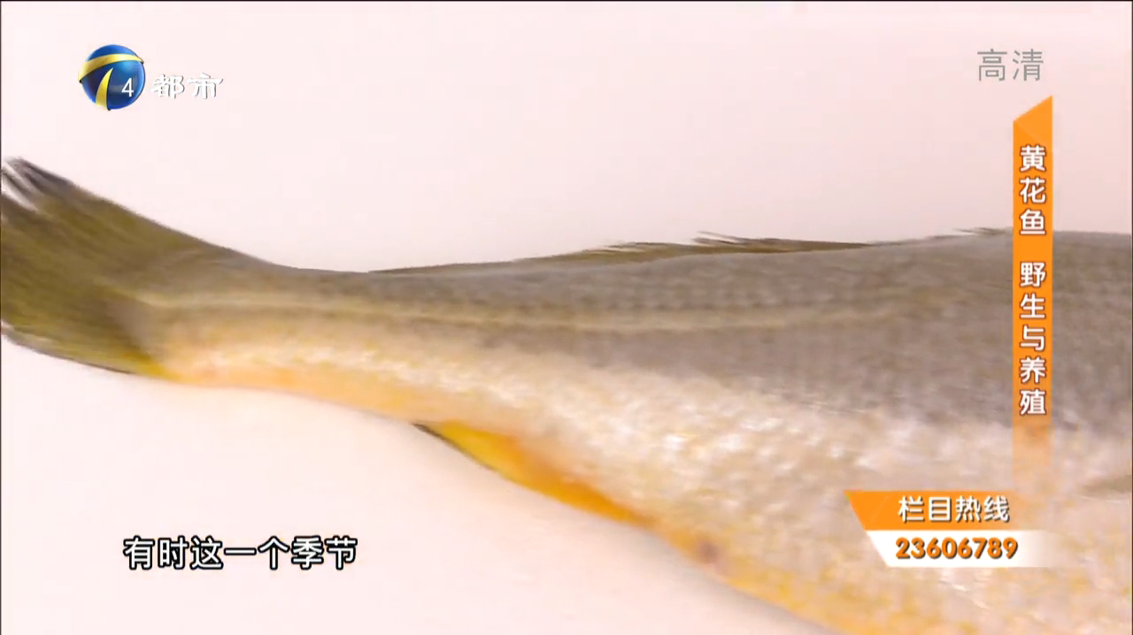 野生黄花鱼原来长这样