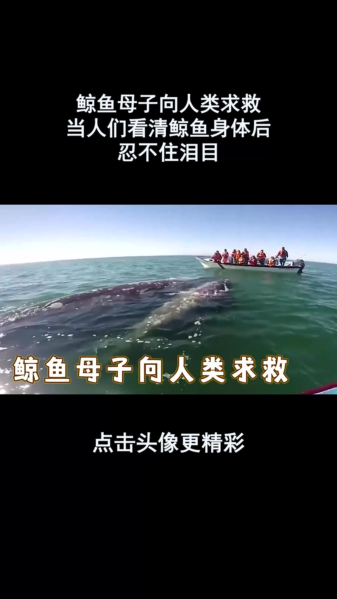 鲸鱼母子向人类求救,当人们看清鲸鱼身体后,忍不住泪目!
