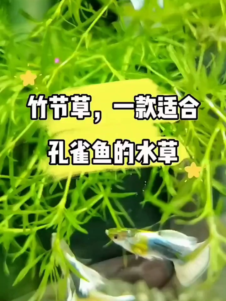 印度小竹节,一款适合孔雀鱼爆缸的水草