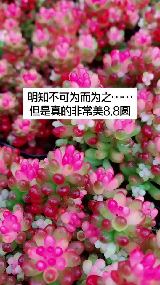 浆果锦闪闪亮亮