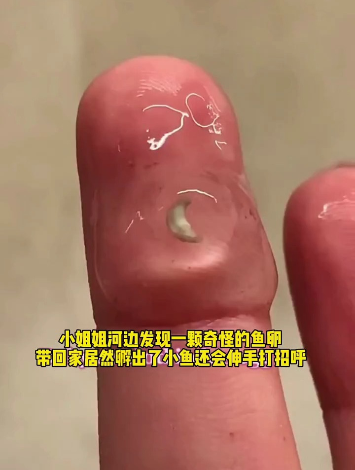 河边发现一颗奇怪的鱼卵,带回家居然孵出了小鱼还会伸手打招呼