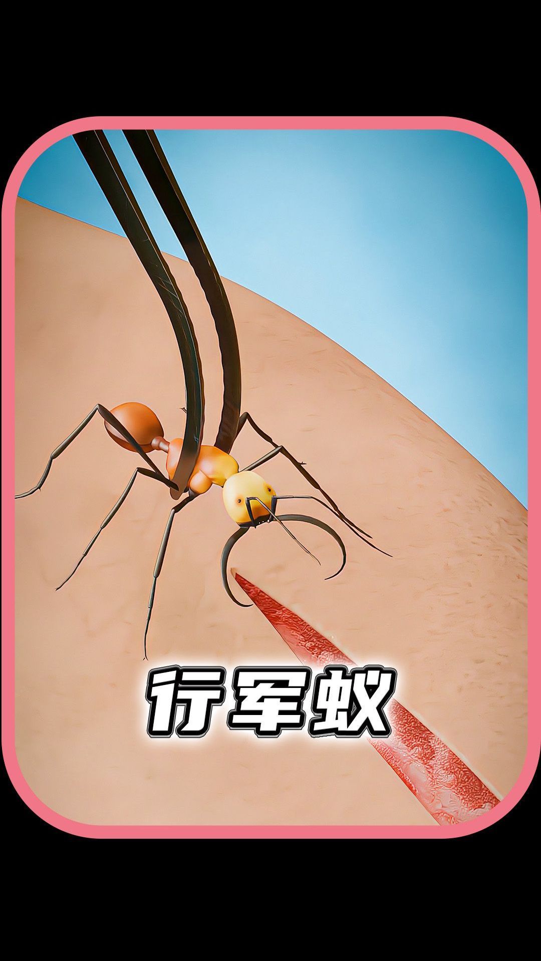 行军蚁都是怎么缝合伤口的?