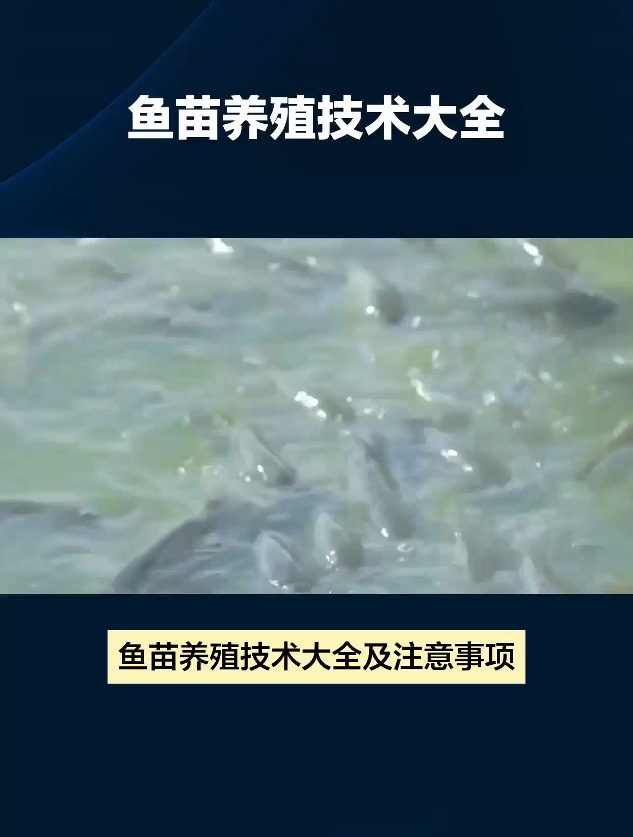 鱼苗养殖技术大全