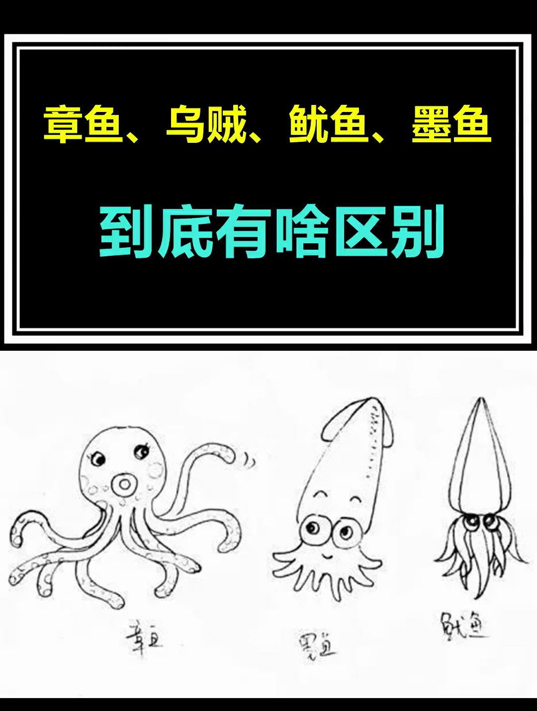 帮你解开多年疑惑,章鱼、乌贼、鱿鱼、墨鱼到底有啥区别怎么区分