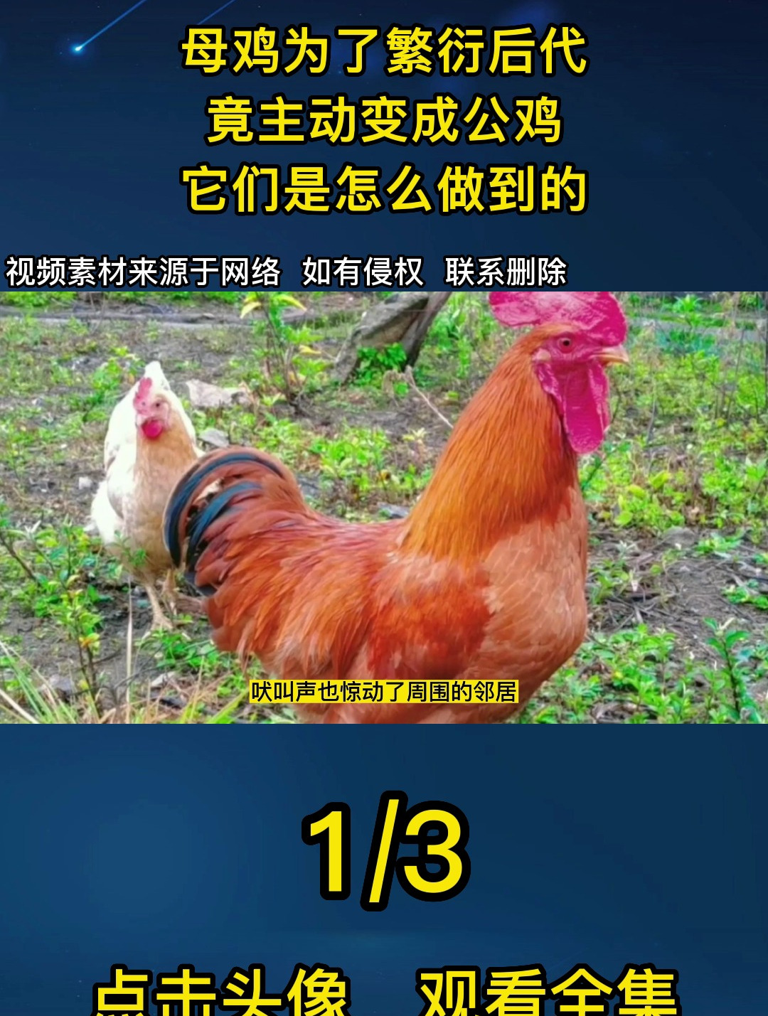 母鸡为了繁衍后代,竟主动变成公鸡,它们是怎么做到的?1