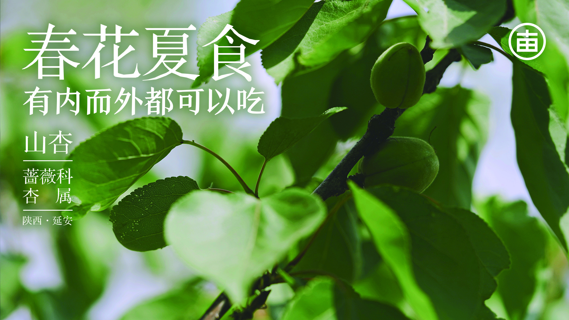 你知道我国杏的种类有多少么?以前很多南方的朋友可能都没吃过它
