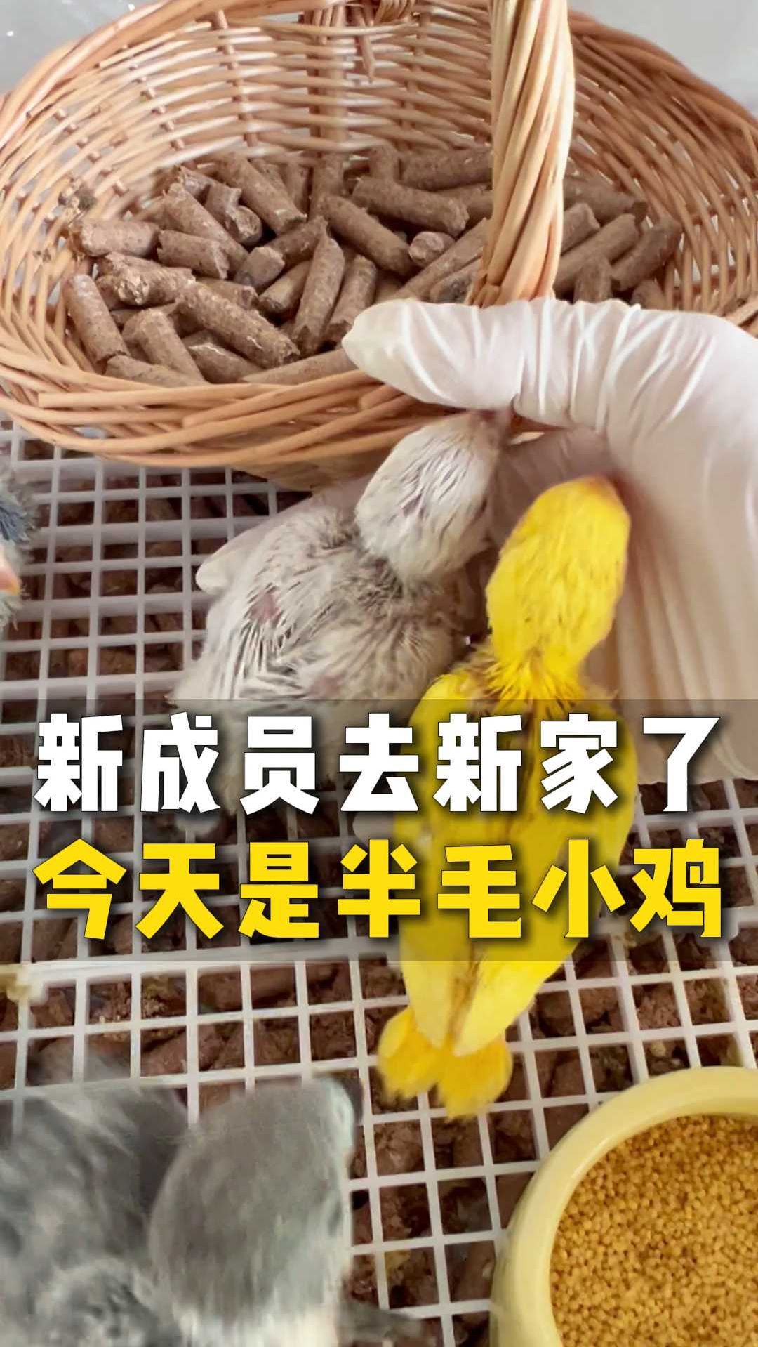 今天新成员去新家了,是一只半毛小鸡哦。T