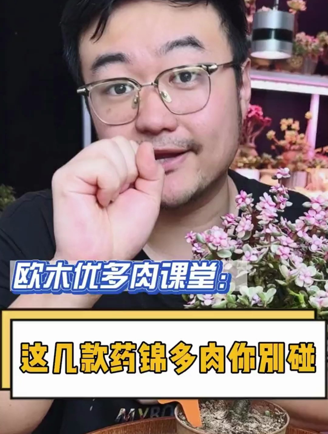 新手千万不要碰这几种多肉,看着好看都是药锦 多肉 多肉植物