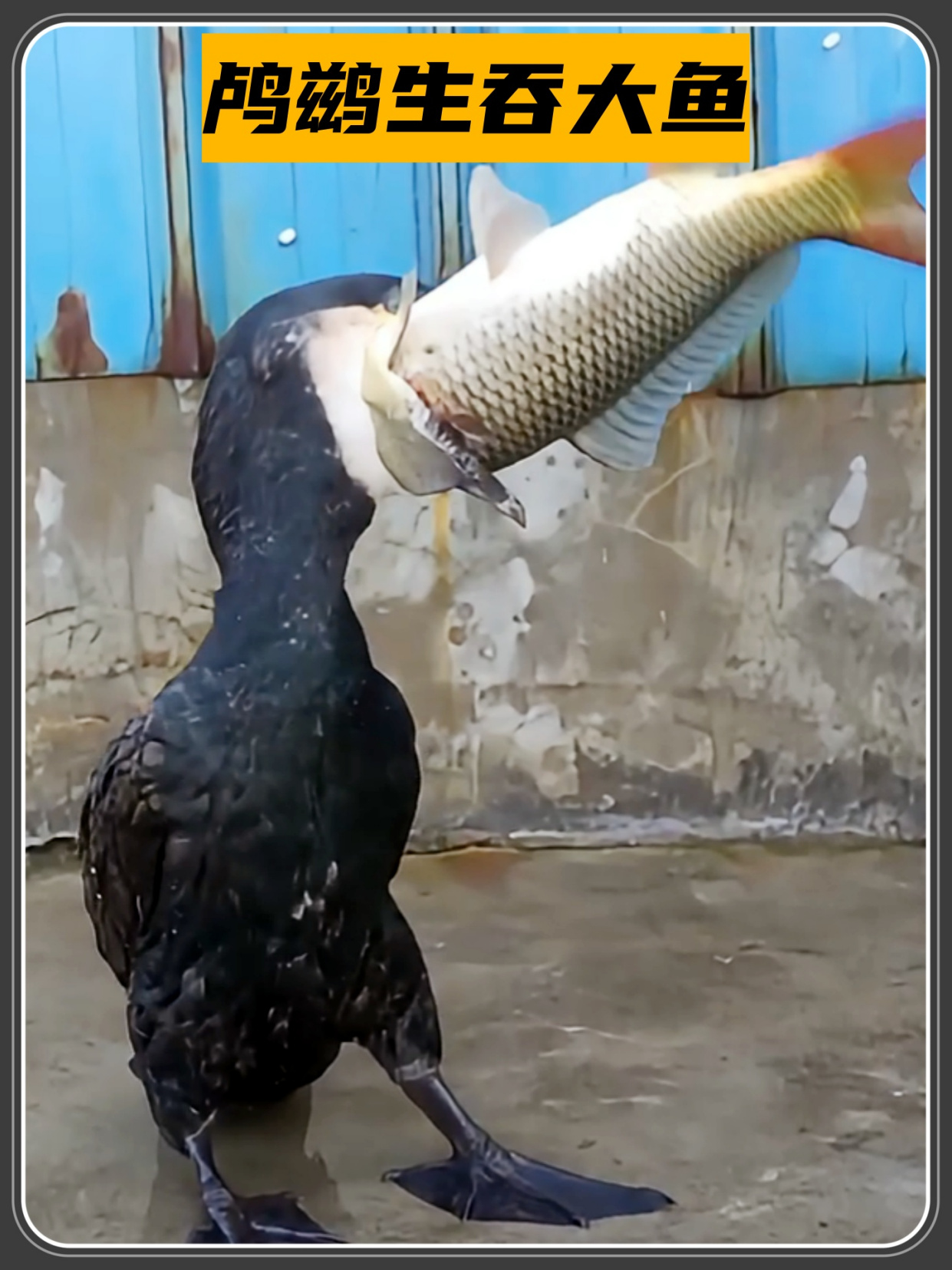 鸬鹚生吞大鱼,不用咀嚼