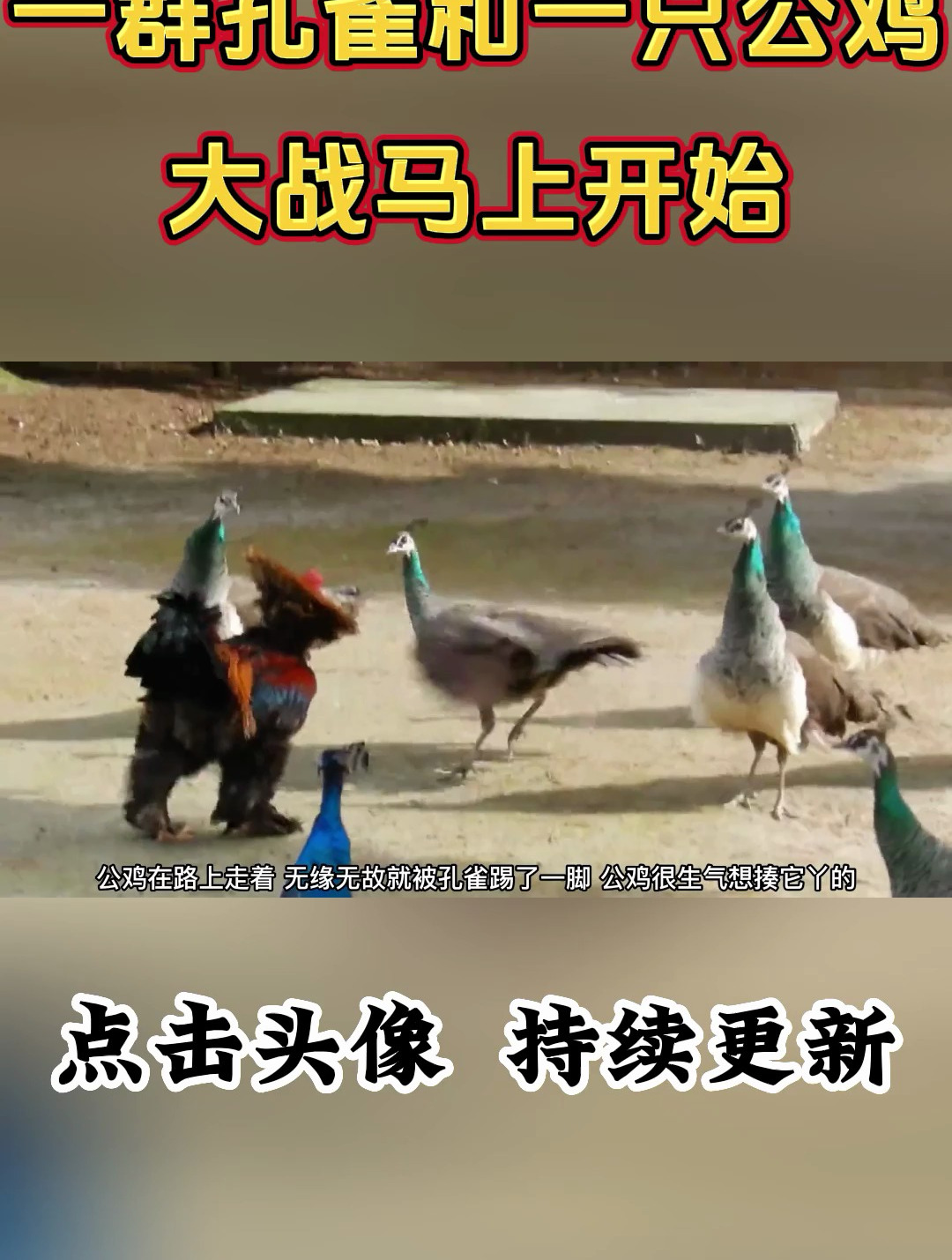 一群孔雀把公鸡给围了起来,战斗鸡才不害怕,还敢先动手