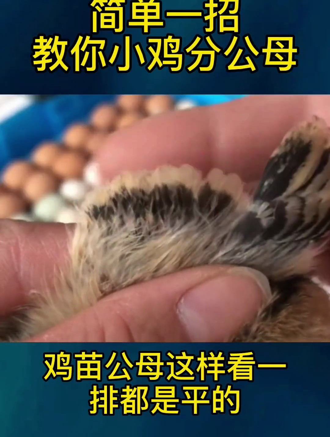 简单一招,教你小鸡分公母