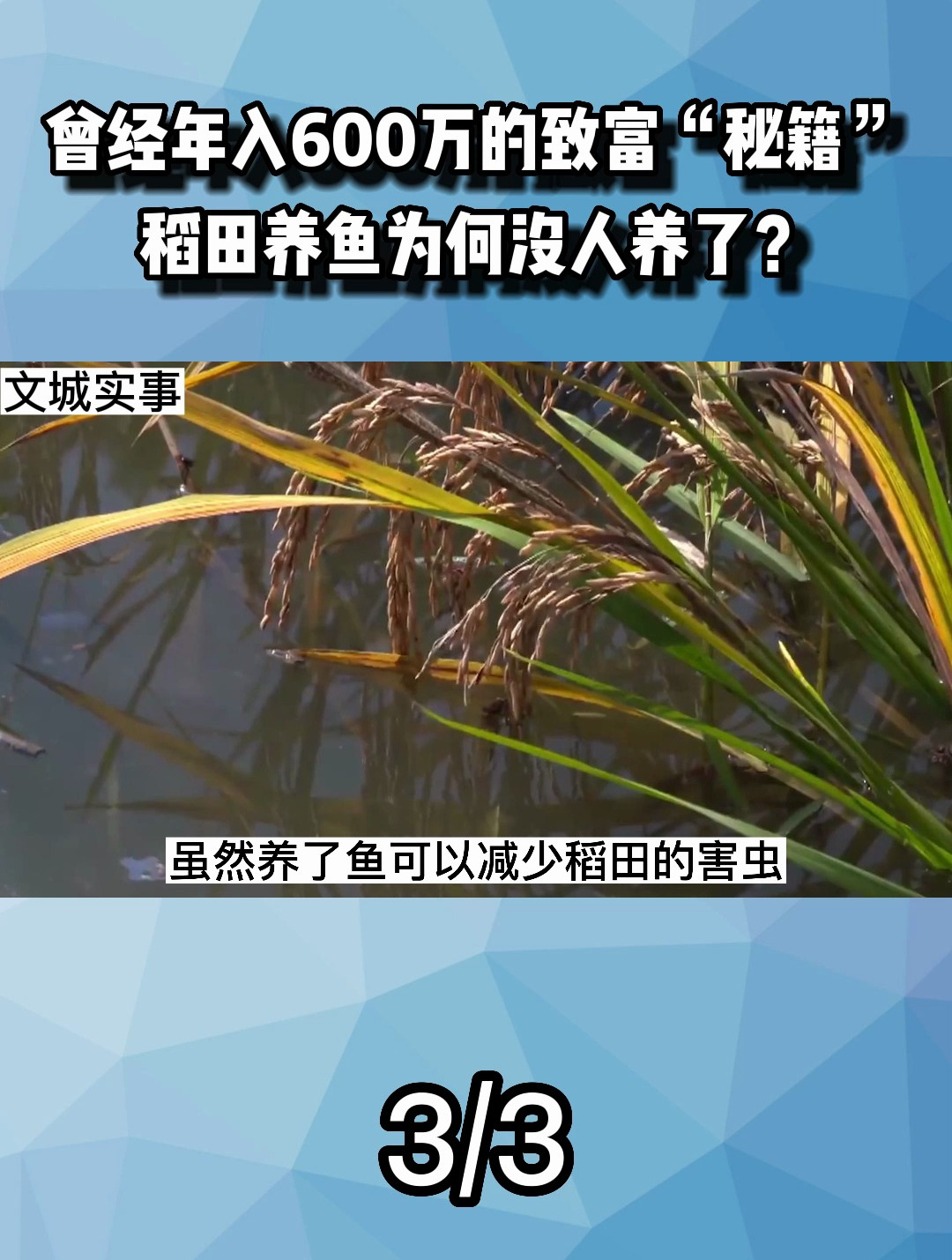 曾经年入600万的致富“秘籍”,稻田养鱼为何没人养了?
