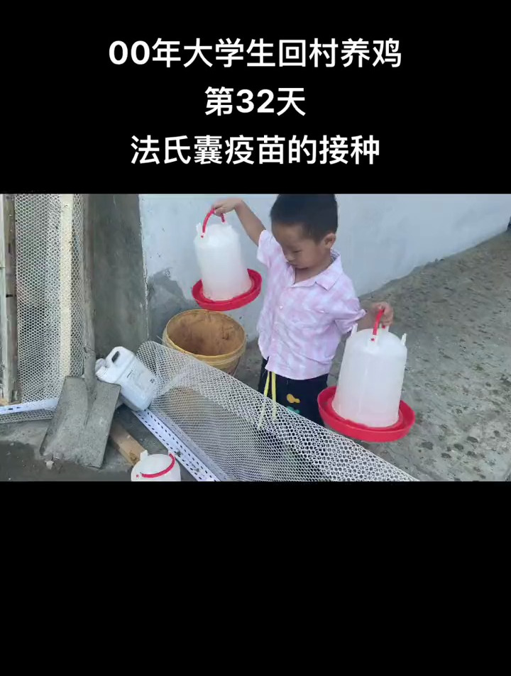 00年大学生回村养鸡第32天法式囊疫苗的接种!