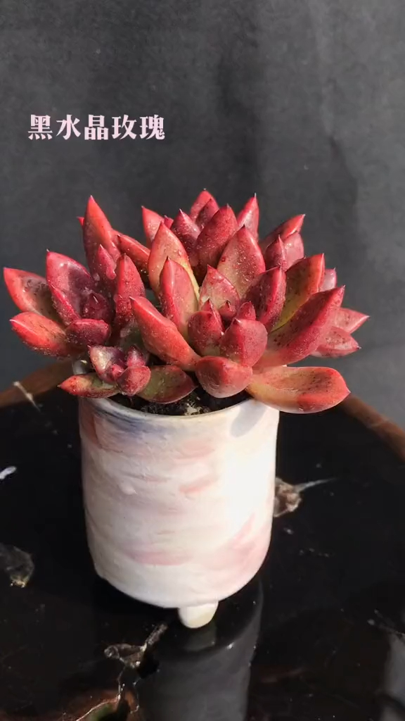 多肉植物 黑水晶玫瑰