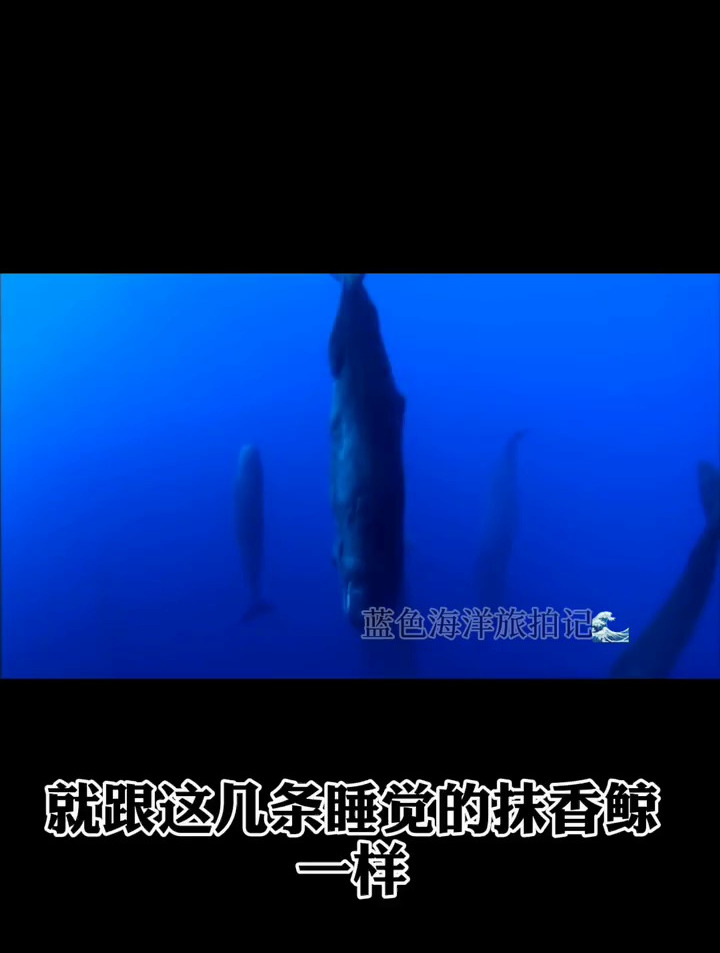 你知道鲸鱼是如何在海洋中睡觉的嘛