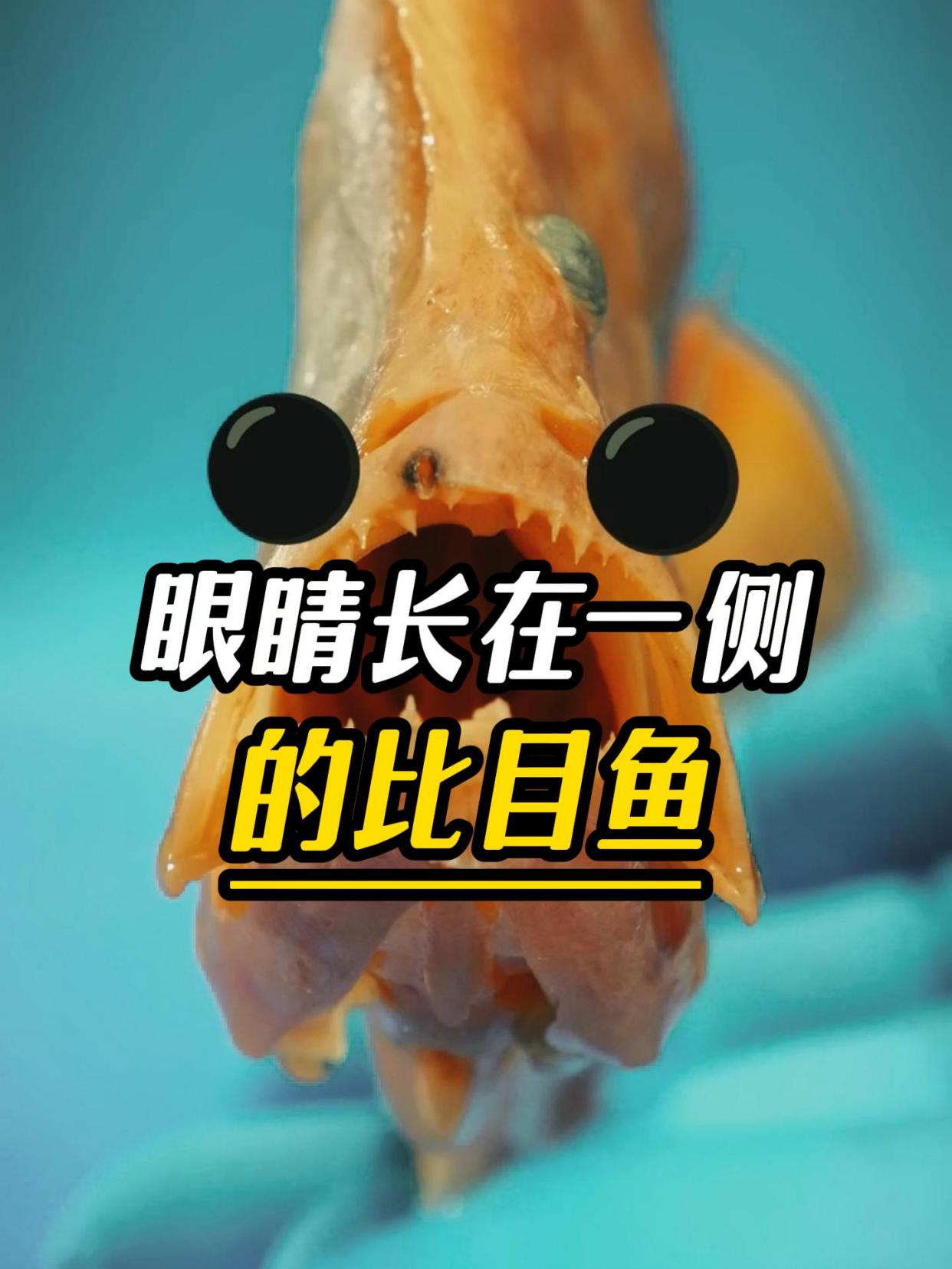 最奇怪的比目鱼,眼睛长在同一侧