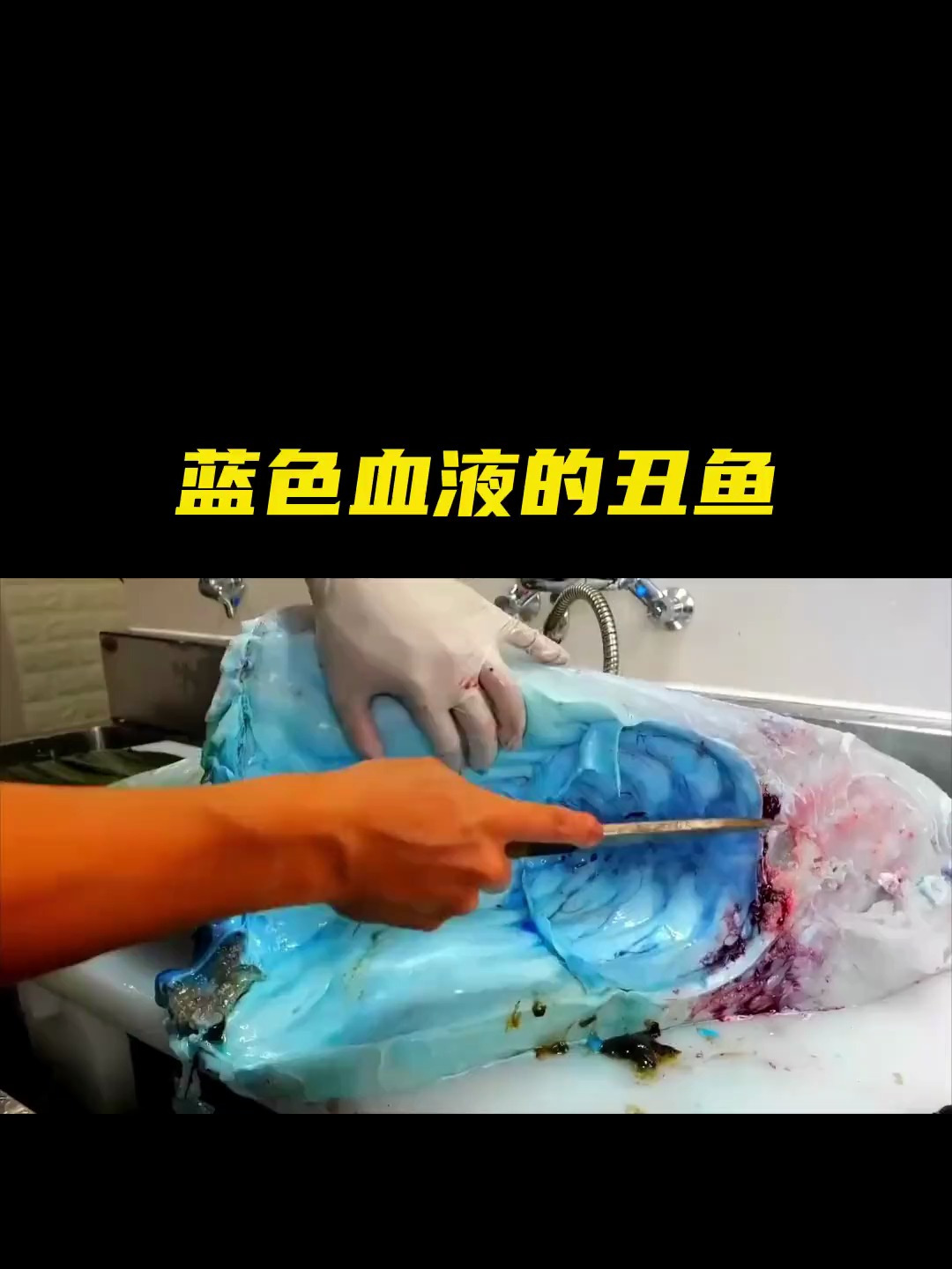 蓝色血液的丑鱼!