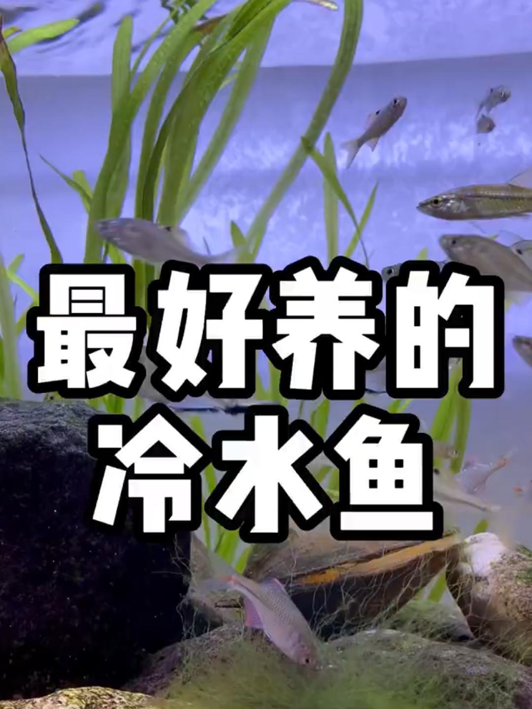 适合新手养的冷水鱼,还不赶紧动手买一条