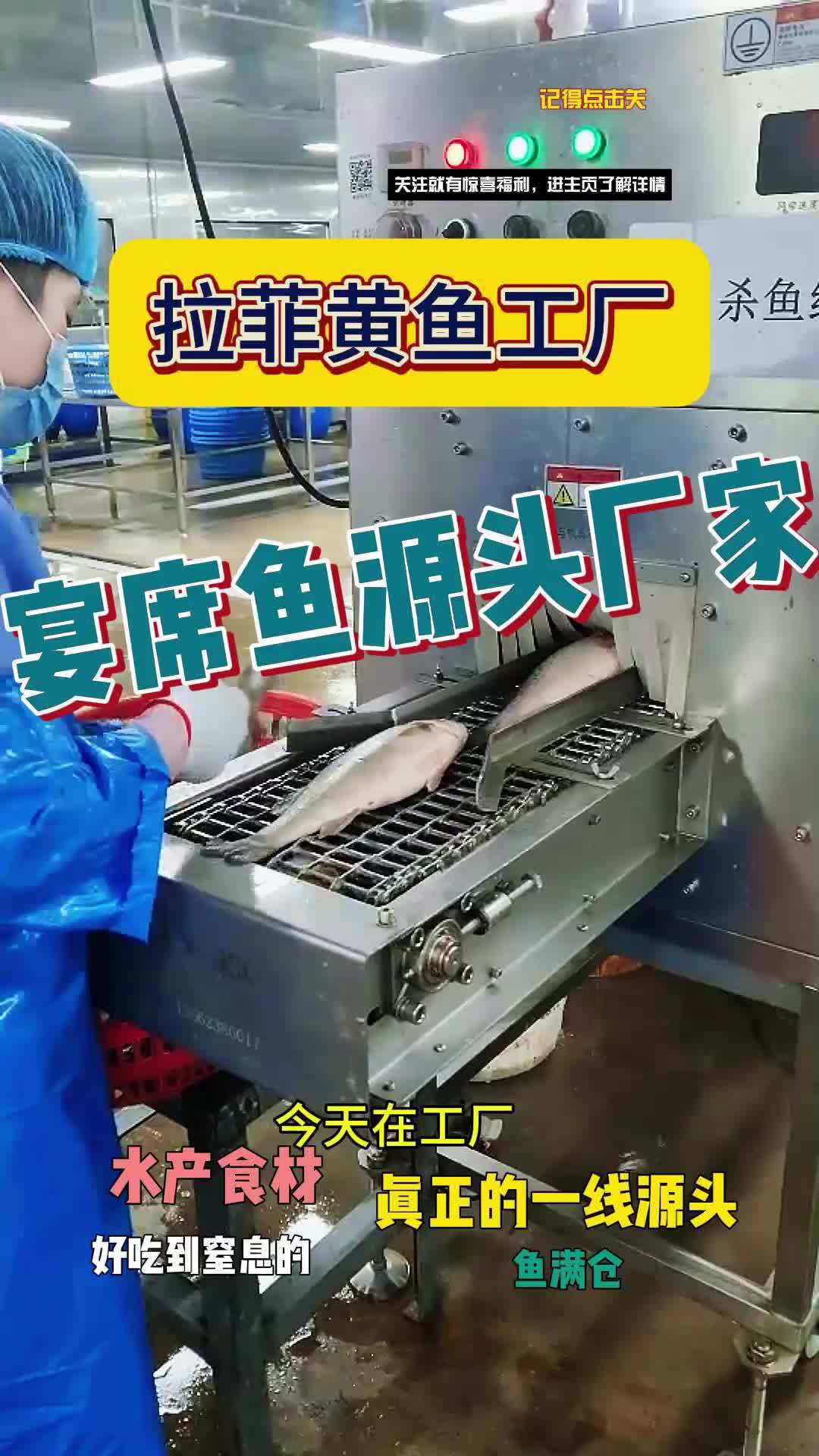 拉菲黄鱼/白花鱼工厂是如何加工的?