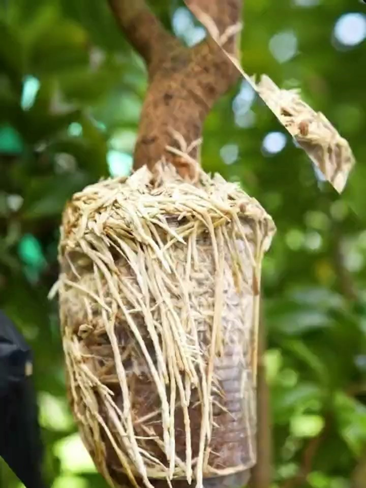 想吃荔枝不用花钱买,教你嫁接枝条的方法