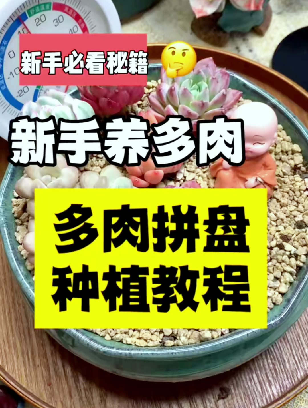 多肉拼盘会做吗?今天全镜拍摄多肉拼盘的制作过程!