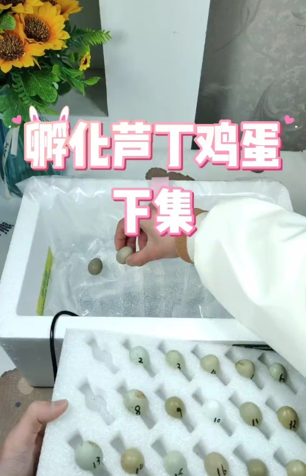 芦丁鸡蛋孵化详细过程!(不看后悔)