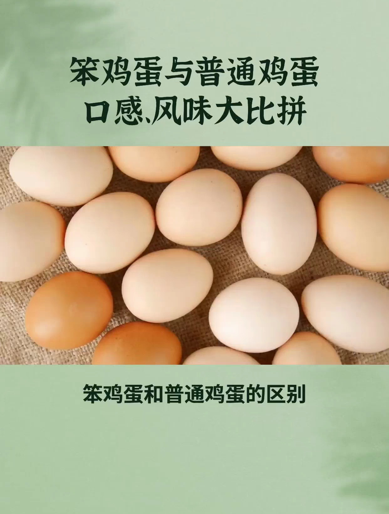 笨鸡蛋和普通鸡蛋的区别你了解吗?从外观到营养,差距不是一般大