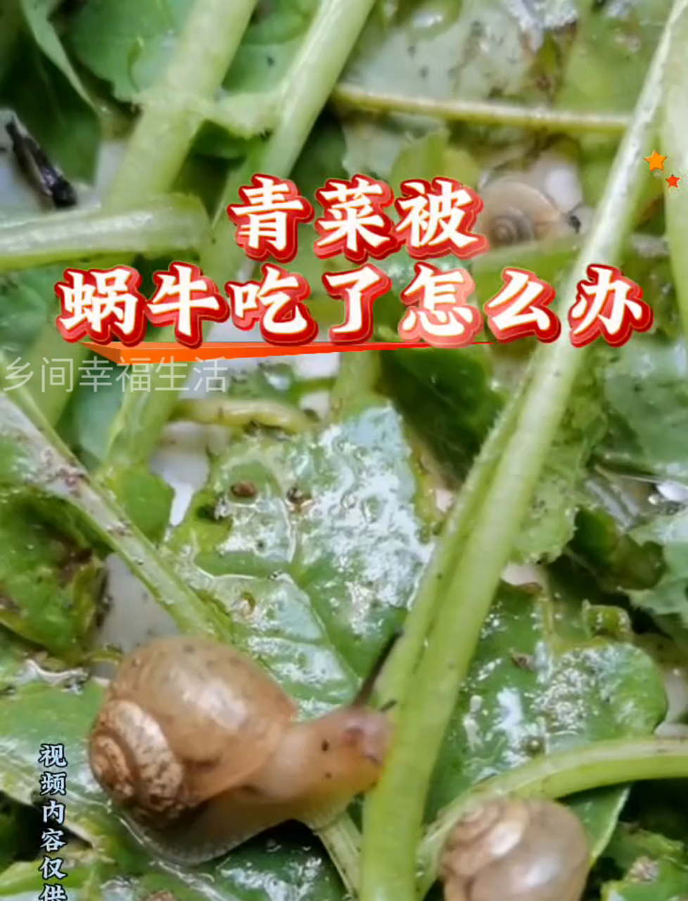 小白菜被蜗牛啃了,有啥好办法?