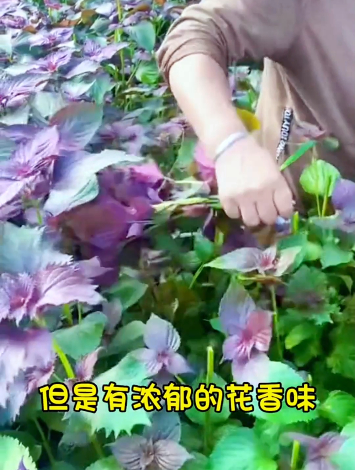 专家2分钟带你了解“紫苏”它的作用和功效,原来它的价值这么高