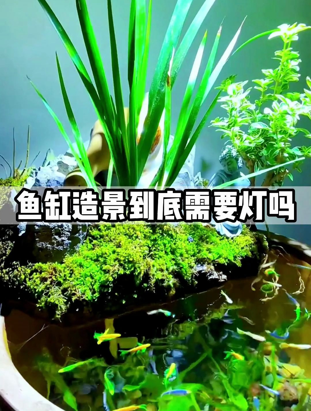 很多人问我鱼缸要不要灯?那这样对比下你还觉得有必要吗?