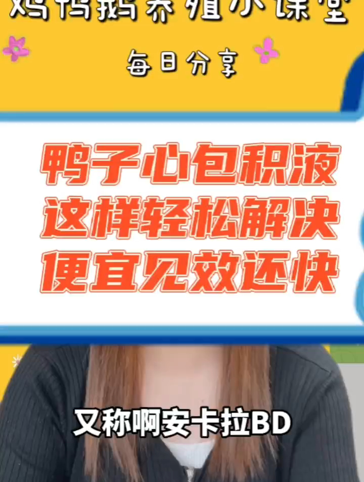 鸭子心包积液怎么办?鸭心包积液黄色液体?肉鸭心包积液怎么办?