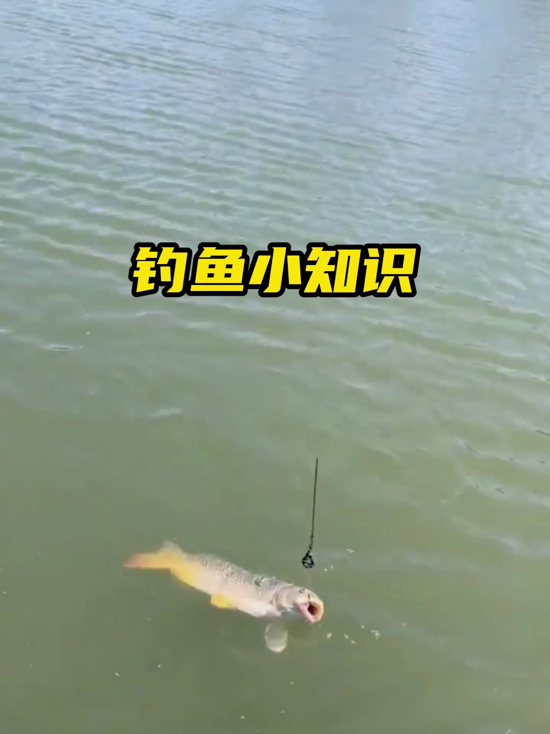钓鱼高手是怎么配饵料的?教你一招看完就会!