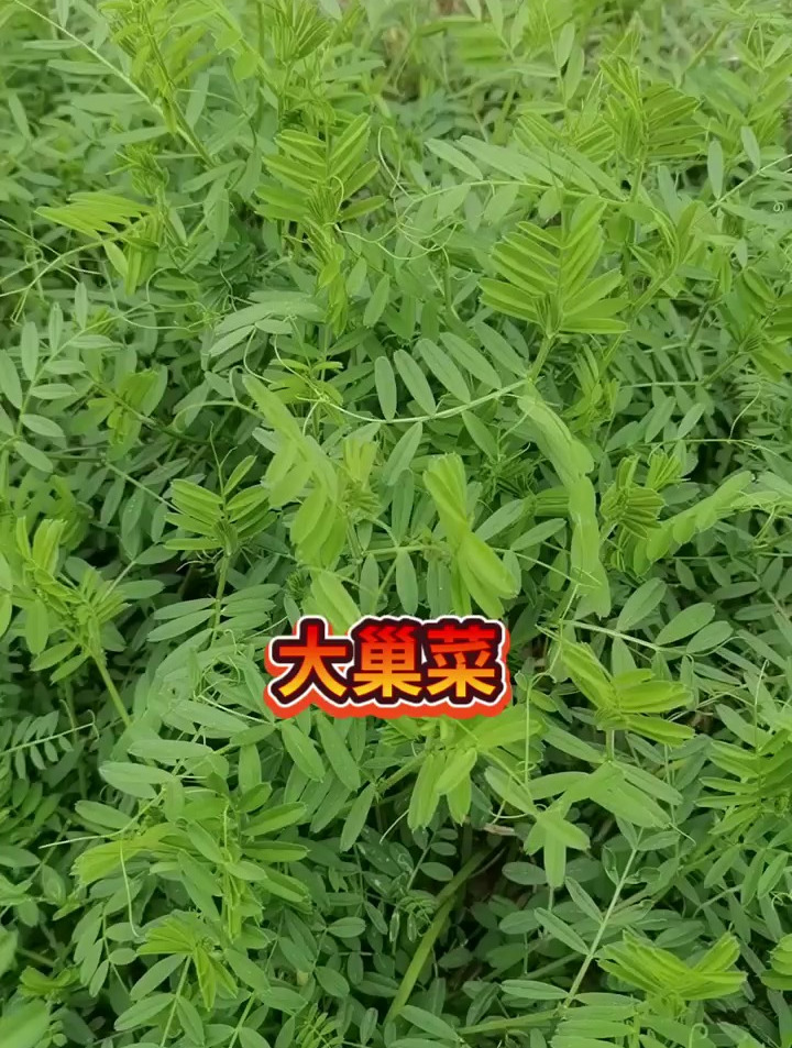 救荒野豌豆我们那地方叫它苕子,你们家乡的叫法是什么