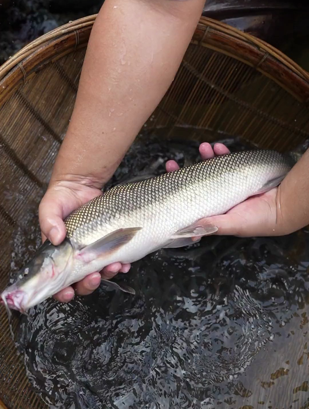 这是吃草都能长20斤一米多长的鱼,淡水银鳕鱼,也叫大鳞鲃鱼