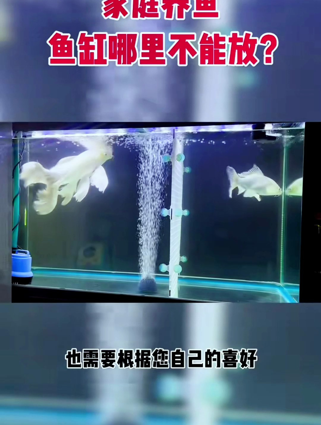 家庭养鱼鱼缸哪里不能放?根据自己喜好来,但这几个位置不能放!