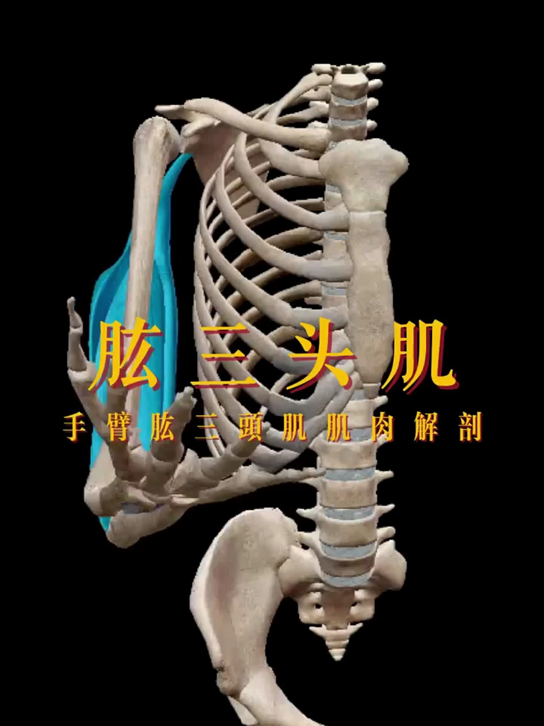 肱三头肌,手臂肱三头肌肌肉解剖