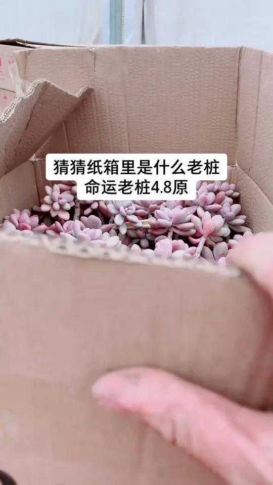 桃蛋老桩,多肉植物界的温柔守护者