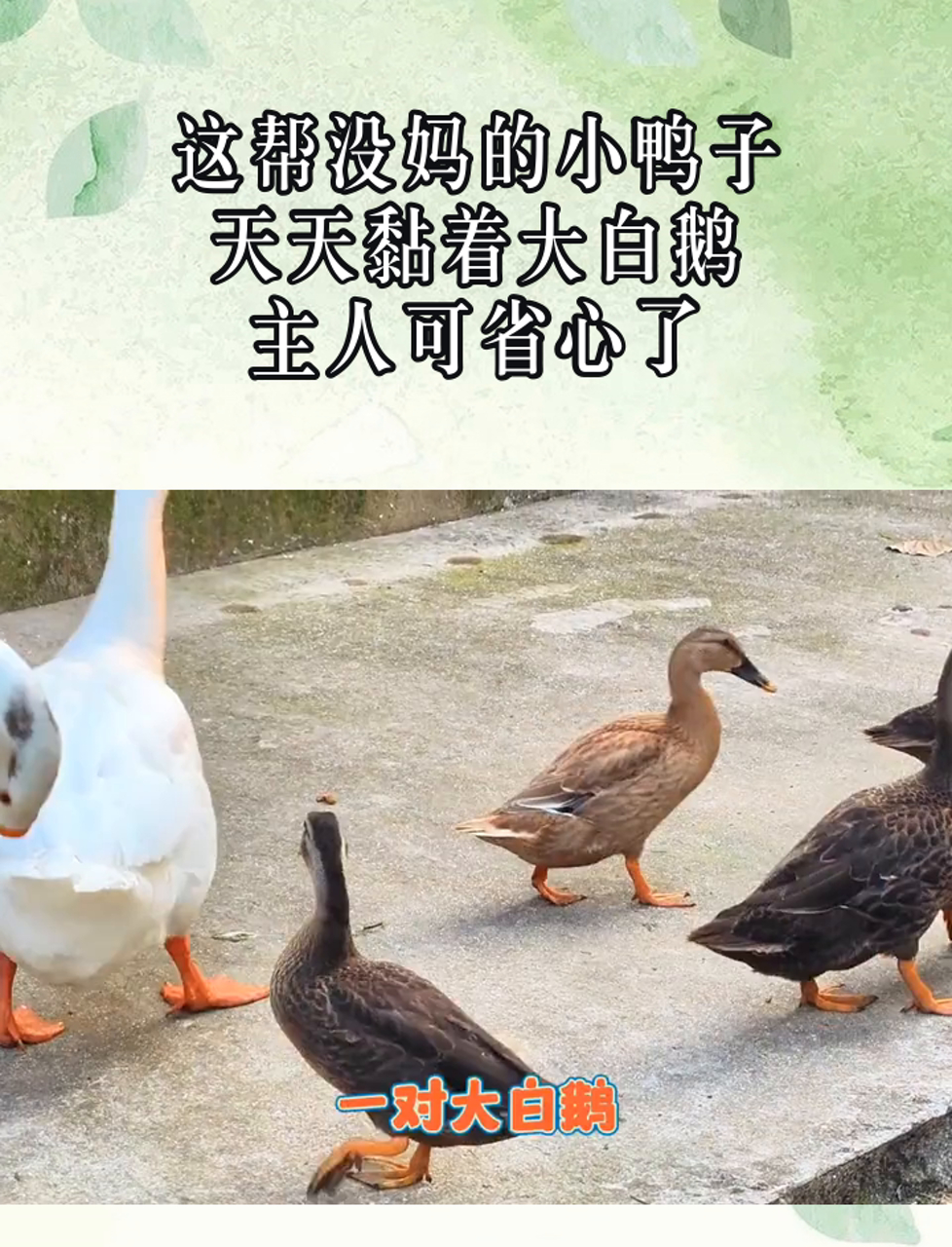 这帮没妈的小鸭子,天天黏着大白鹅,主人可省心了