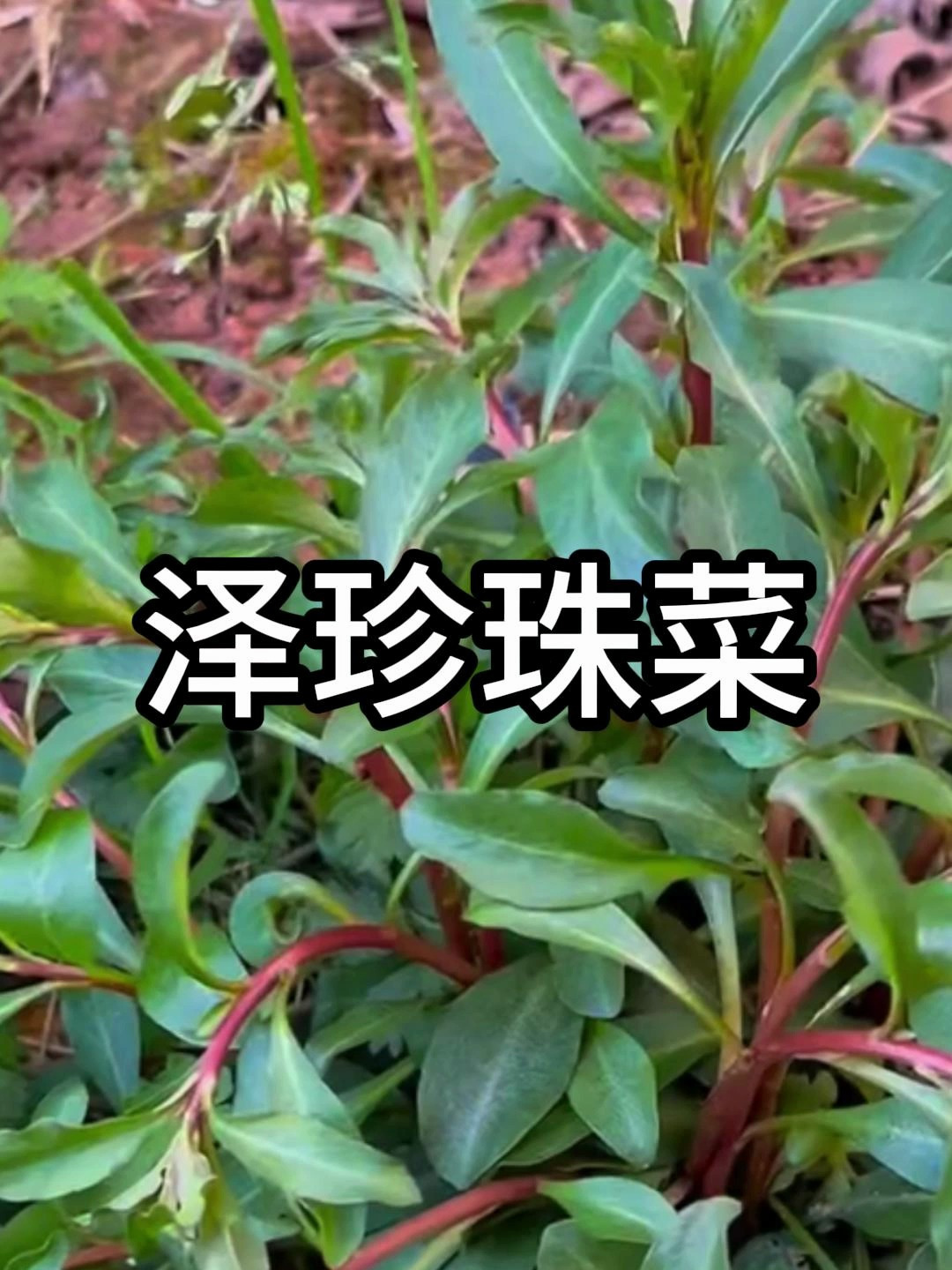泽珍珠菜,又称星宿菜、单条草,你吃过这种野菜吗?
