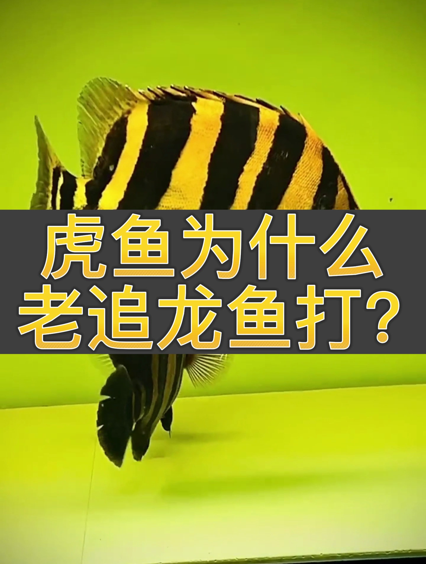 虎鱼为什么老是会追着龙鱼打追着咬?