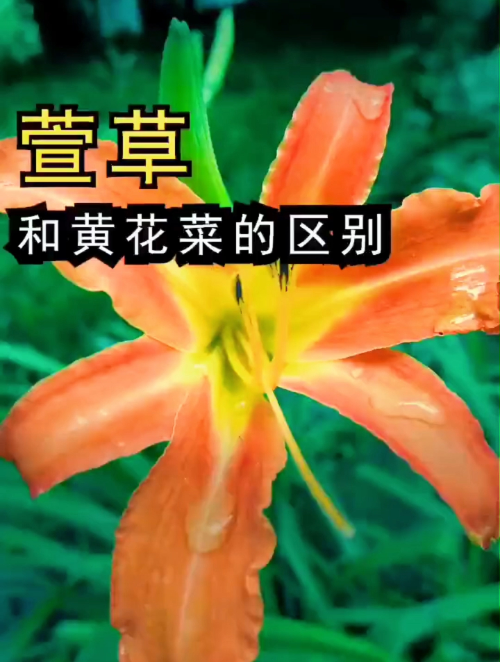 黄花菜和萱草别再傻傻分不清了,不会吃很容易出事