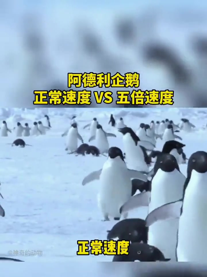 五倍速看企鹅走路好搞笑