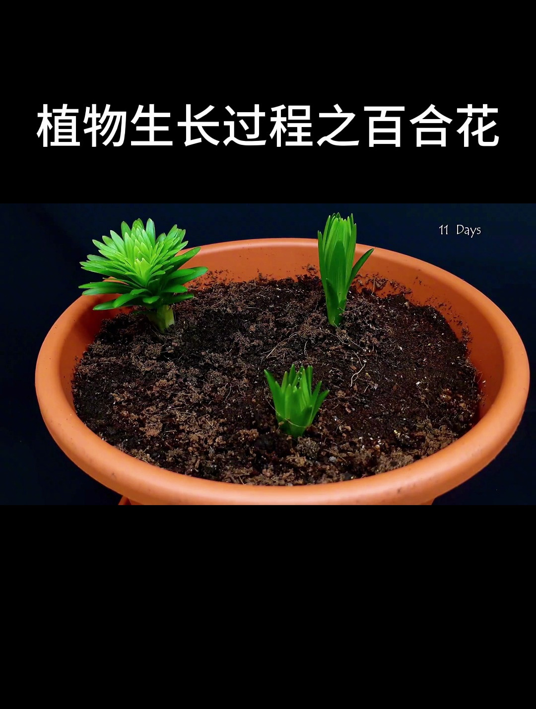 植物生长过程之百合花